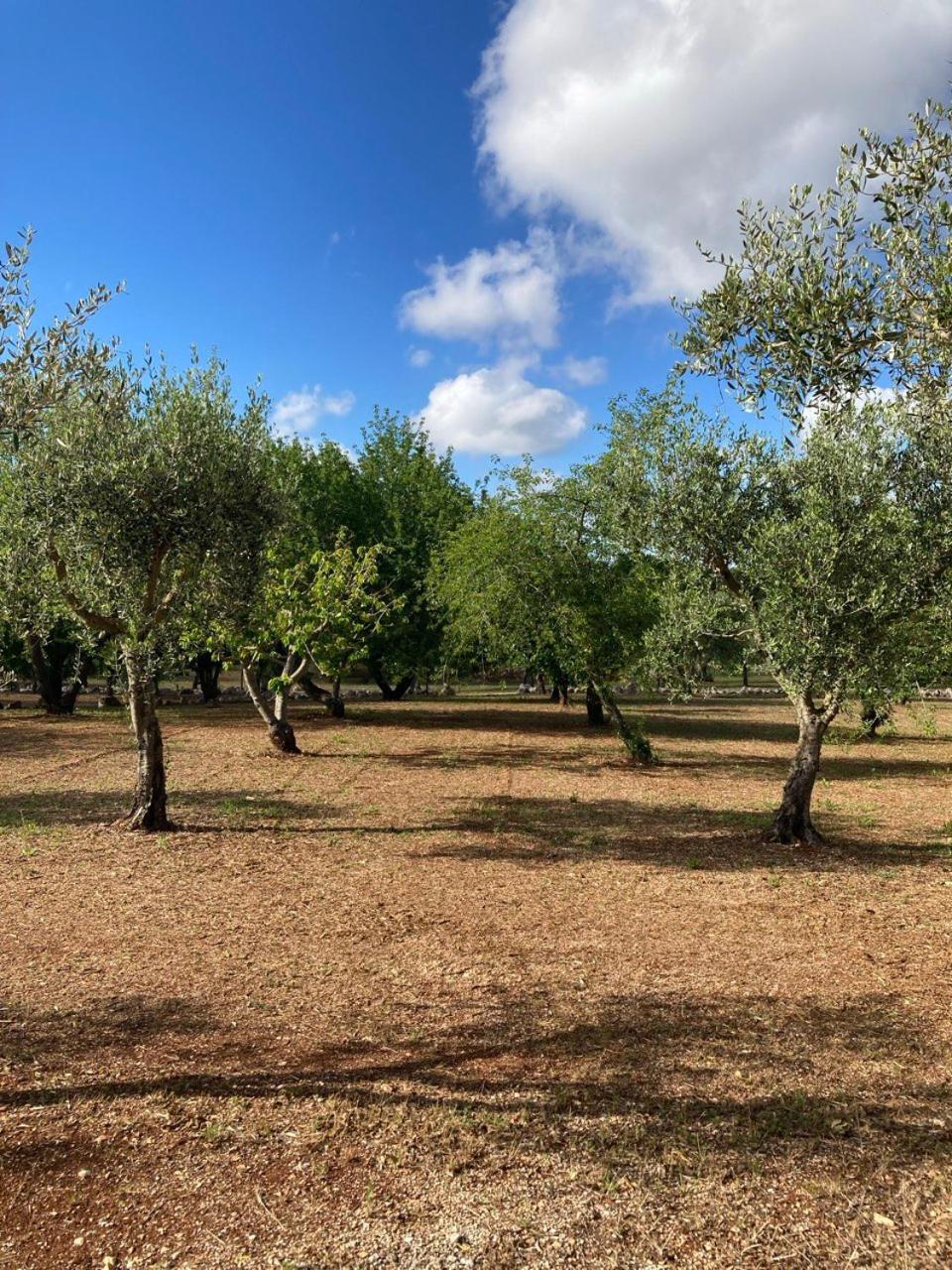 Antica Tenuta Dei Trulli By Qualitravel ألبيروبيللو المظهر الخارجي الصورة